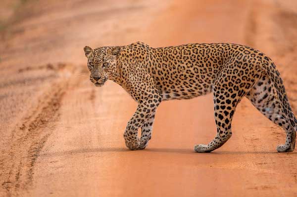 TAM's view on the Autumn Budget: Has the leopard finally changed its spots?