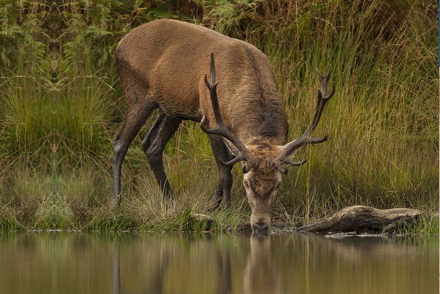 The Stag and his Reflection